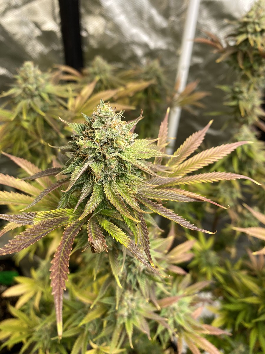 Cheluis1979's tweet photo. AY’OS from @irvineseedco looking and smelling phenomenal. #Irvinearmy #cannabislife #growyourown https://t.co/OspDTltw2x