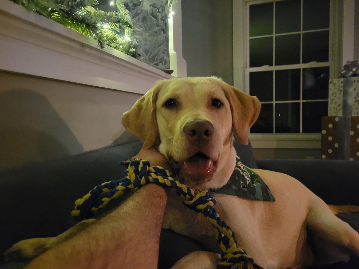 ChrisJSomma's tweet image. Yes Daisy, I love the Christmas decorations too #Dudley #lab #Christmas #decorating