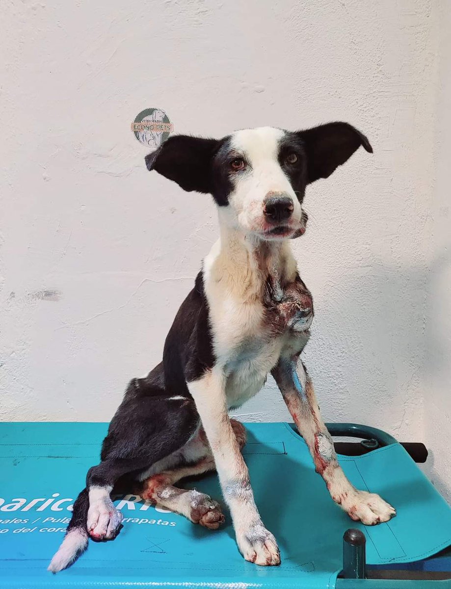 C O M U N I C A D O
El día de hoy se acudió a un llamado de emergencia en la Av. Constitución, colonia Libertad. Al llegar nos dimos cuenta que se trataba de nuestro amigo ZORRILLO. 

Mucho se ha especulado del video desgarrador y ahora viral de nuestro amigo.