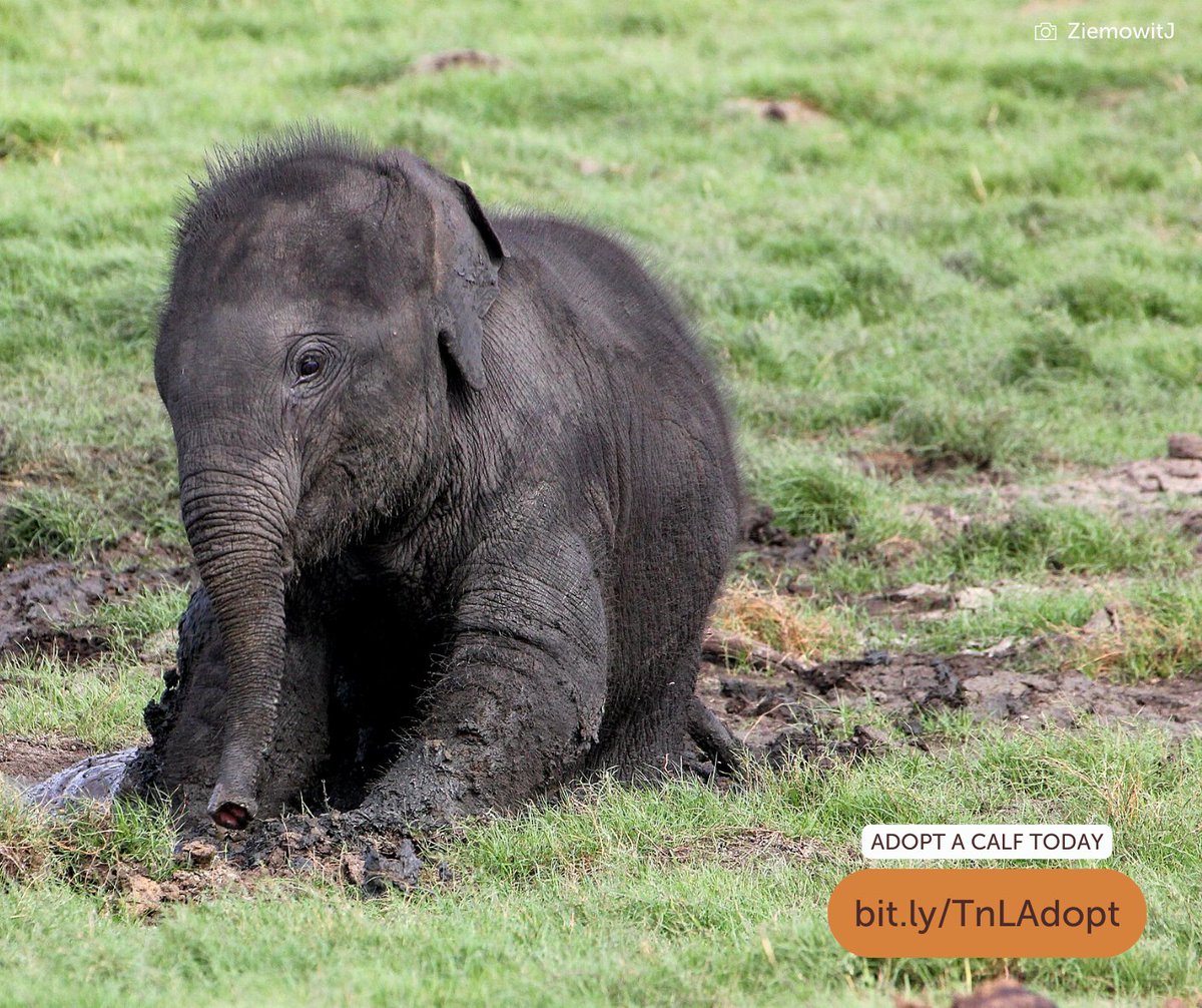 Do you want to see more happy Asian elephants in the wild? Support our mission and consider adopting a calf for yourself or as a meaningful gift to someone today! To adopt, please visit bit.ly/ELEadoption 🐘🐘 #giftsthatgiveback #shopforacause