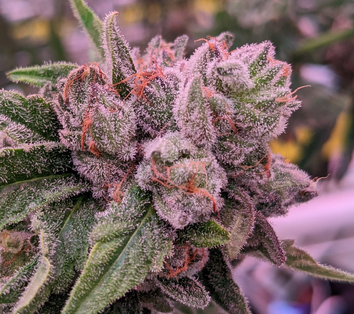 Common Citizen tweet media