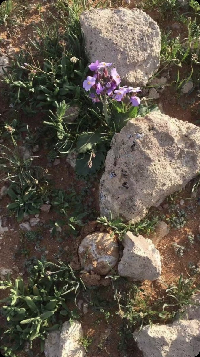 عجلان الزاهد |📸⛈☘️⛰ tweet media