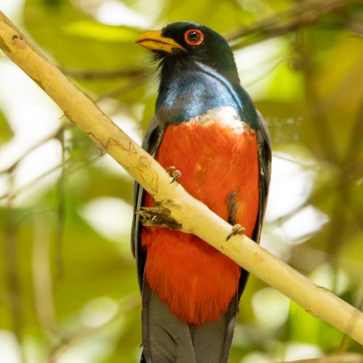 vivek4wild's tweet photo. Drop #hummingbirds , let’s look at #trogons. Deep-forest deep-emerald birds with red or golden chested males. Black-tailed Trogon has a sooty tail wash, a yellow bill & a red eye ring. A white chest sash separates the emerald from leaching onto the crimson. #IndiAves #PanamaBirds https://t.co/vNL53UV9kN