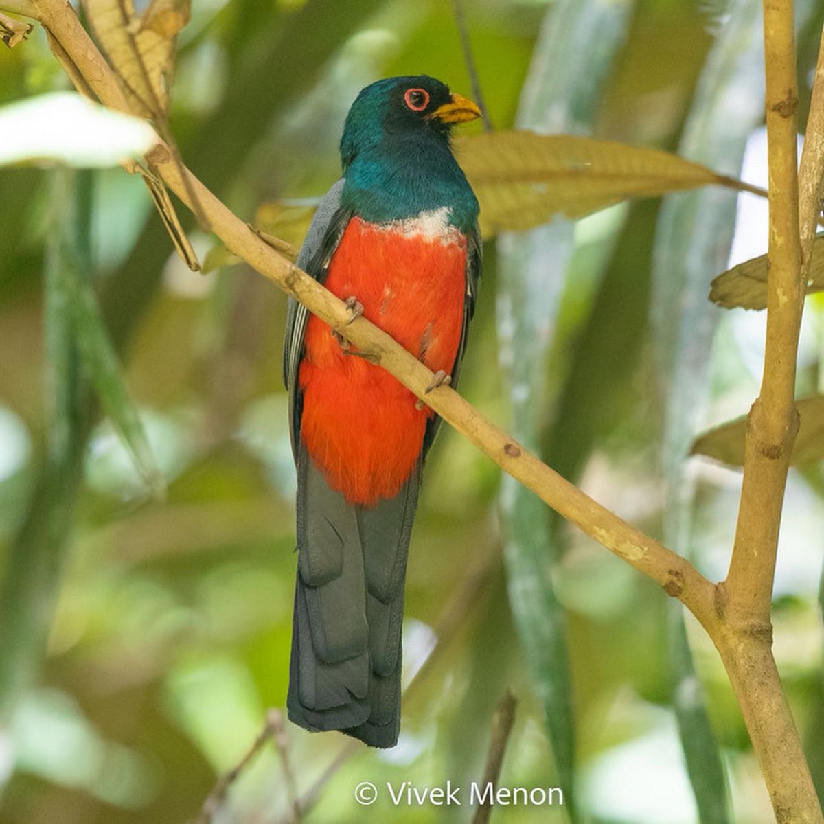 vivek4wild's tweet photo. Drop #hummingbirds , let’s look at #trogons. Deep-forest deep-emerald birds with red or golden chested males. Black-tailed Trogon has a sooty tail wash, a yellow bill & a red eye ring. A white chest sash separates the emerald from leaching onto the crimson. #IndiAves #PanamaBirds https://t.co/vNL53UV9kN