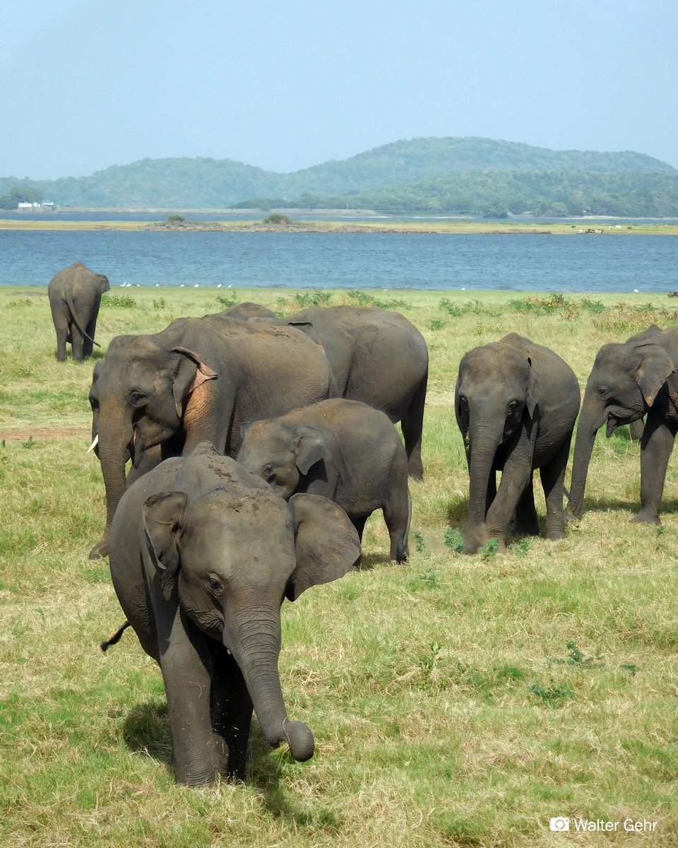 Here’s an anniversary fact for you: our president and founder, Dr. Shermin de Silva, is one of the first researchers to document a unique acoustic feature in Asian elephants called a ‘squeak.’ Read her paper here: bit.ly/ELEsoundspaper #asianelephant #conservationresearch