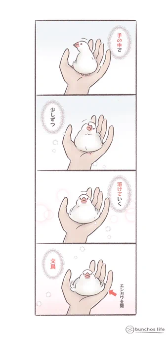 手の中で溶ける文鳥
#文鳥 
#bunchoslife 
#4コマ漫画 