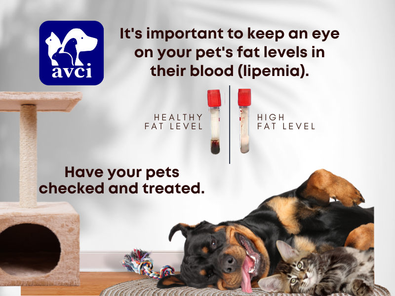 avcivet's tweet photo. Requires 12 hours fasting prior to visit. To know more: https://t.co/n5gpc9l3LB https://t.co/HvtEoDNaoV
