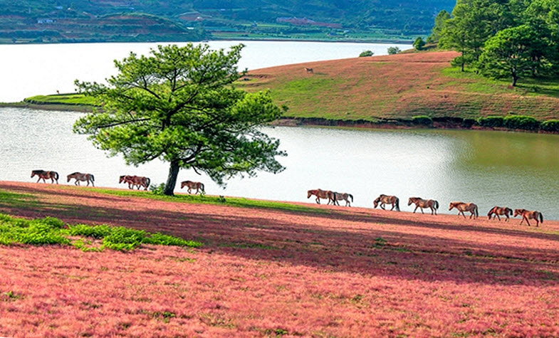 Rolled out of bed and stepped into this paradise-the pink grass in Da Lat city 😍
Hotline: 091 222 14 42
Website: travelauthenticasia.com
Email: info@travelauthenticasia.com
#travelauthenticasia #southeastasia #southeastasiatravel #vietnam #vietnamtravelguide #dalat