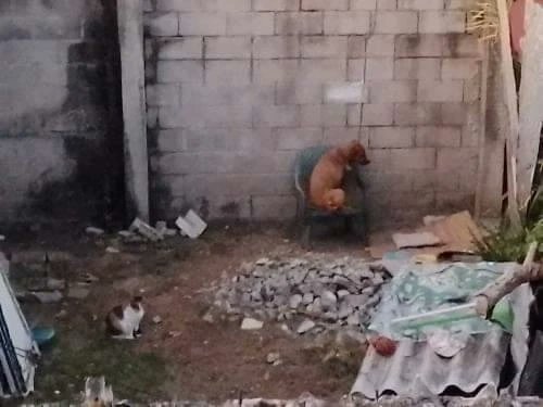 todomotorsv's tweet photo. #ComunidadTodoMotor | "Este perrito pasa encadenado día y noche, aguantando frío y lluvia, no tiene un techo, su único refugio es esa silla que se ve en la foto, la colonia recidencial Pórticos de San Ramón... 🧵 https://t.co/jQ2GOJB37Y