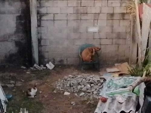 Todo Motor tweet media