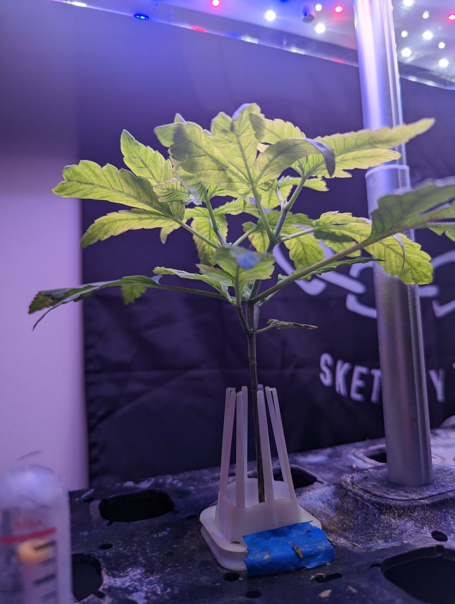TexasRed623's tweet photo. Can't cope, don't mope, Therese hope, smoke dope. Lil frummundatree for u.
#CannabisCommunity #thc #peachog #hydroponic #WeedLife #baked https://t.co/mZxEEbDrT0