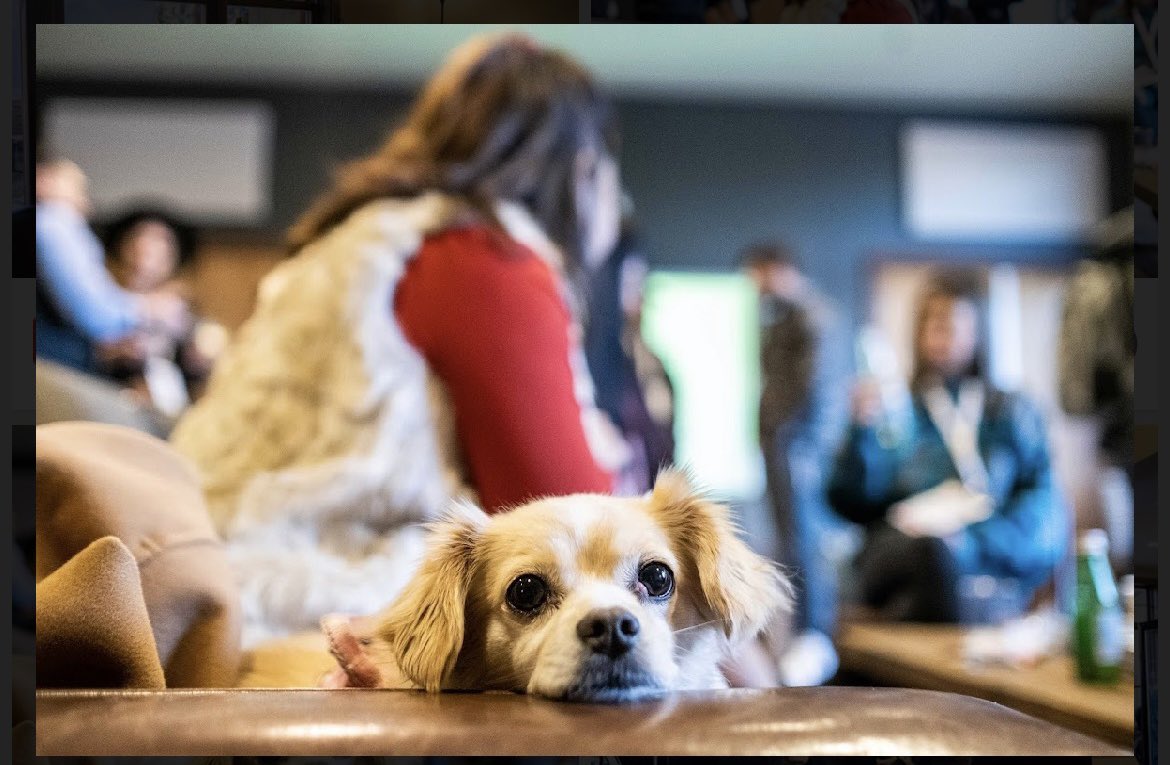 MethodMarketer's tweet image. Some snaps from the 2022 App Growth Summit fireside chat! Featuring the surprise 5th panelist, my pup Toby.