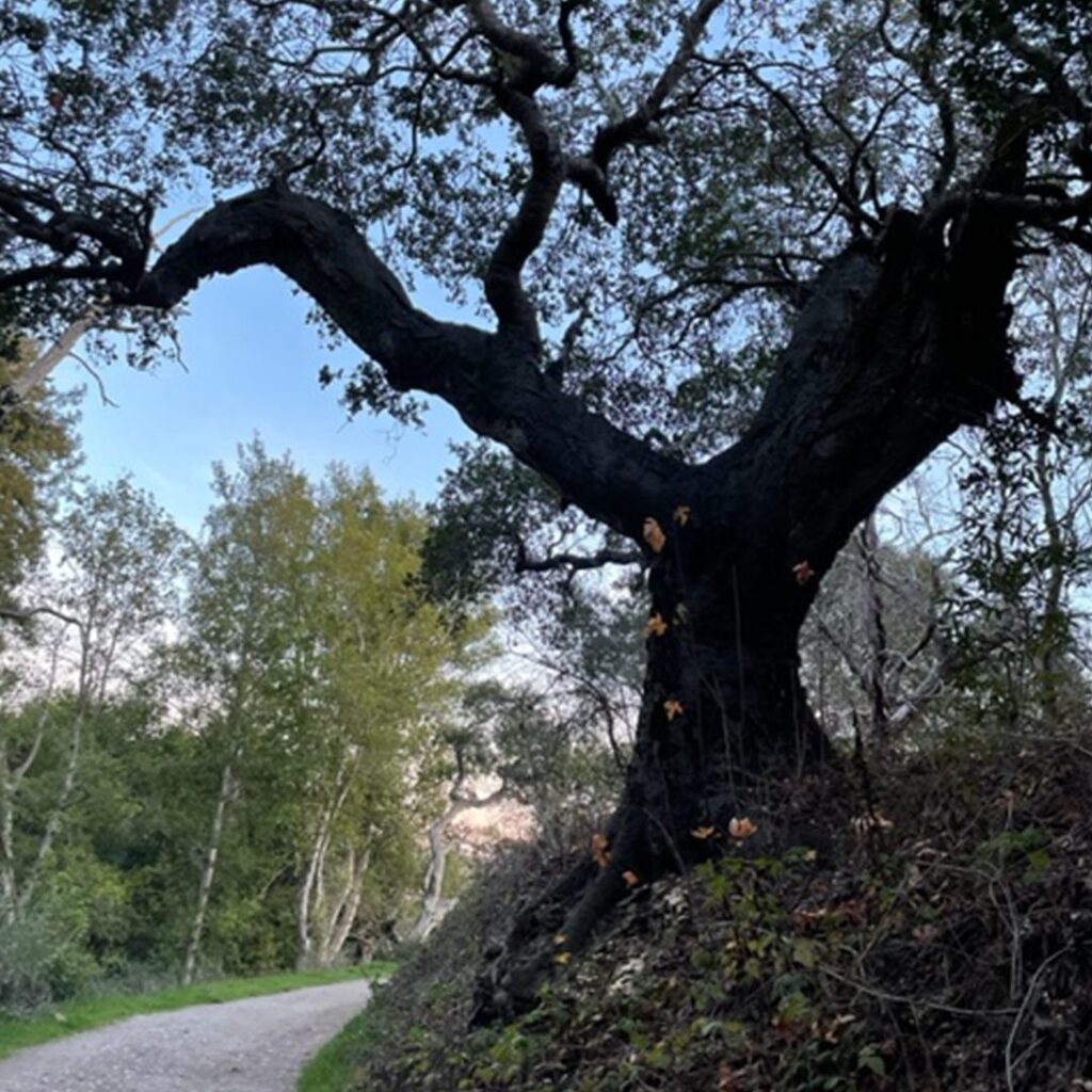 Hélène Scott tweet media