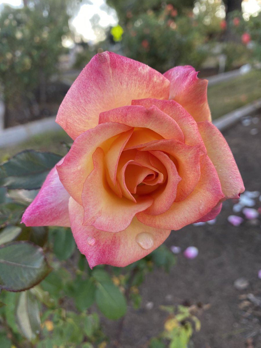 JCG_AZ_is's tweet photo. Ladies and gentlemen please meet the beauty Rainbow Sorbet.  #HoodWalks #PhoenixRoseGarden ⁦@TheRealEPHPA⁩ https://t.co/KwQnMFoFlz