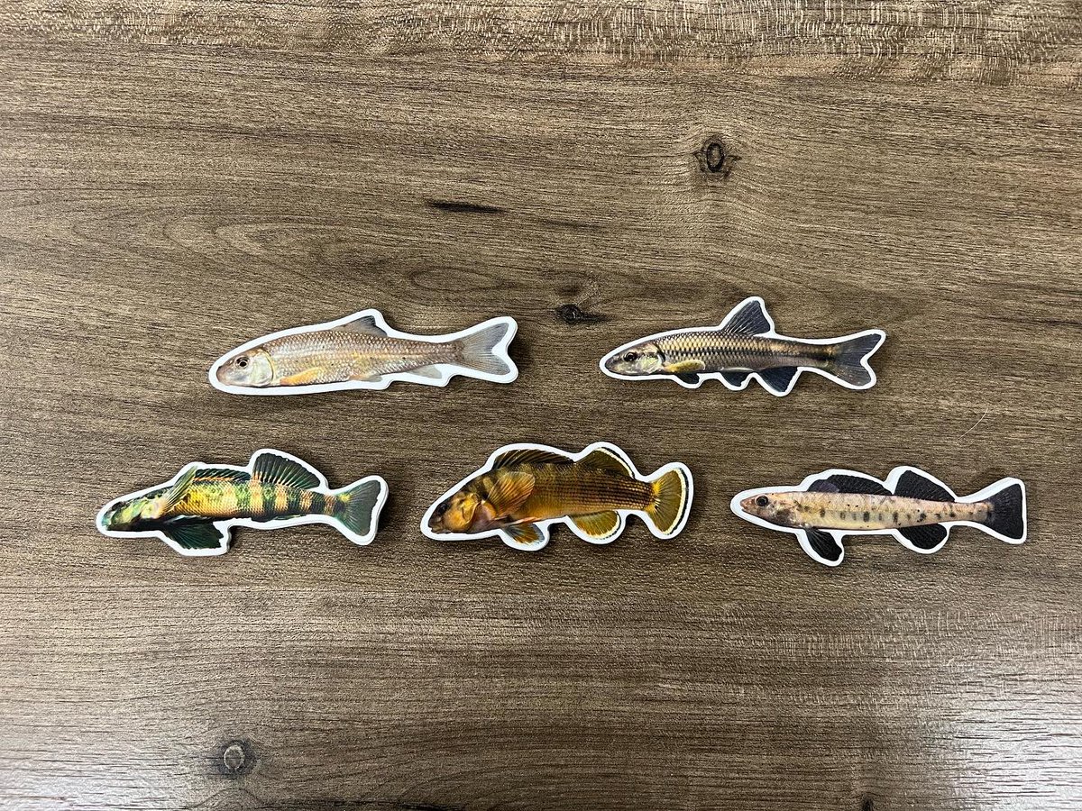 PD_31's tweet photo. New #stickers hot off the press! (1st image) Contact me if interested. These make for a great gift or stocking stuffer! I have plenty of the original run too! #beautifubait #fish #nativefish #freshwaterscience #aquaticecology https://t.co/D3EkQIrlOQ