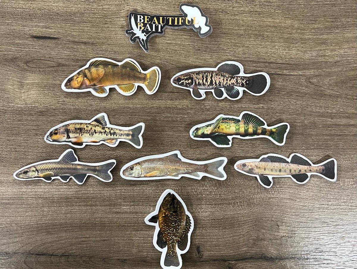PD_31's tweet photo. New #stickers hot off the press! (1st image) Contact me if interested. These make for a great gift or stocking stuffer! I have plenty of the original run too! #beautifubait #fish #nativefish #freshwaterscience #aquaticecology https://t.co/D3EkQIrlOQ