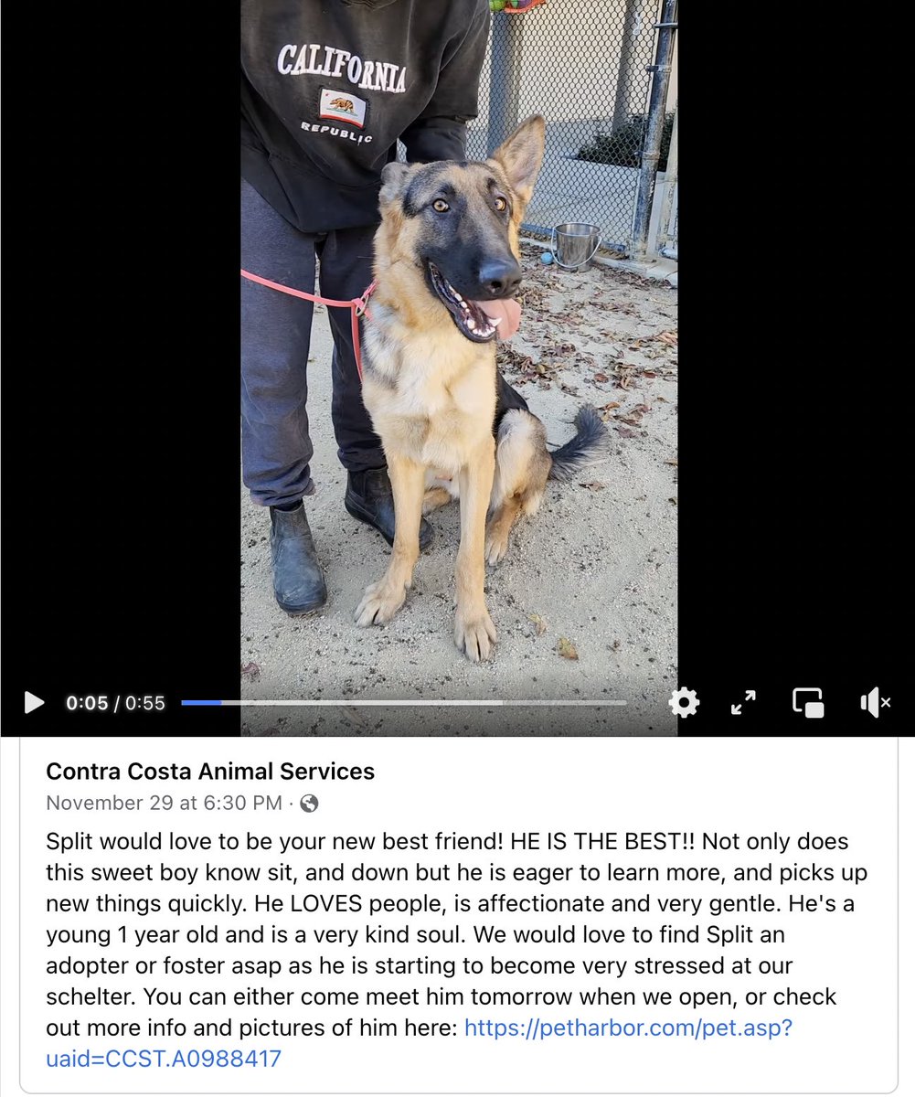 Furry Friends Rescue tweet media