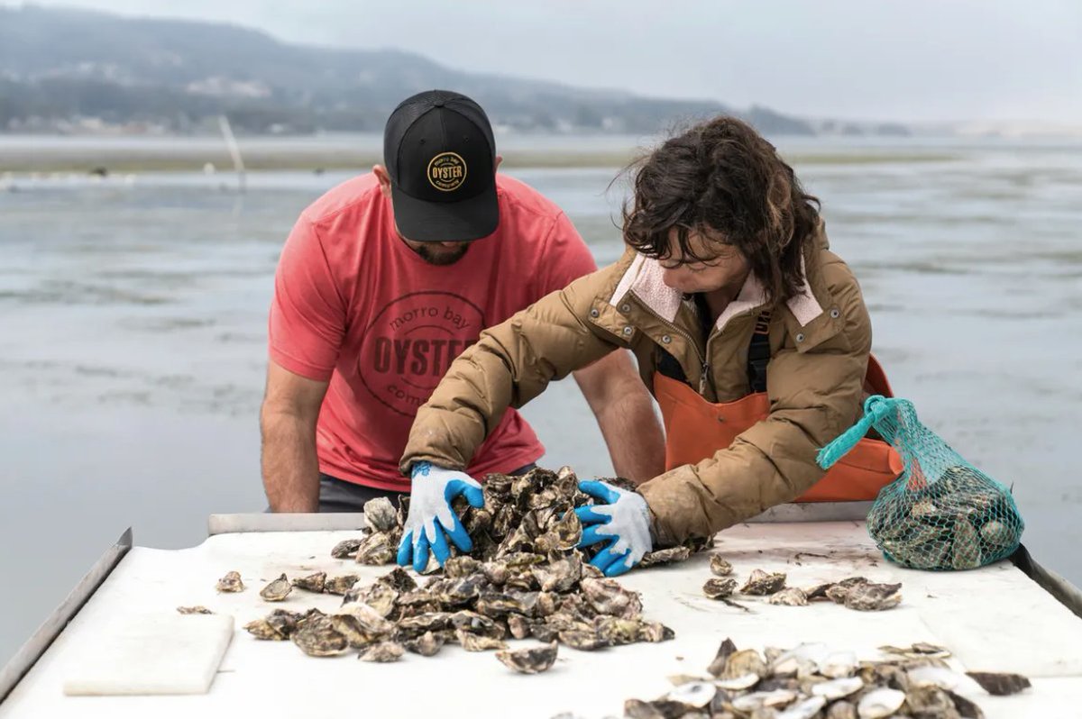 LosOsosBaywood's tweet photo. National Geographic has published a story about our fabulous area --> https://t.co/XclRSauw0n
@Highway1Road Trip
#HWY1
#Highway1
#CaliforniaCoast
#CaliforniaCoastline
#RoadTripUSA
#RoadTripCalifornia
#CABeaches
#LifeisaHighway
#RoadTripLife https://t.co/6Bsi5XtlVC