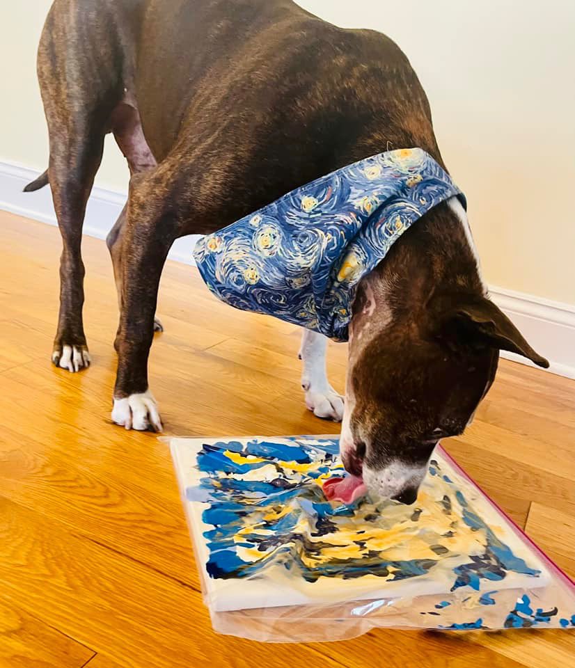 dog_rates's tweet image. This is Van Gogh. He used to be a bait dog, which is how he lost an ear and got his name. While looking for a forever family, he learned to paint to attract potential adopters. His strategy worked, and now he sells his art to benefit his old rescue. 14/10 let's h*ckin gogh
