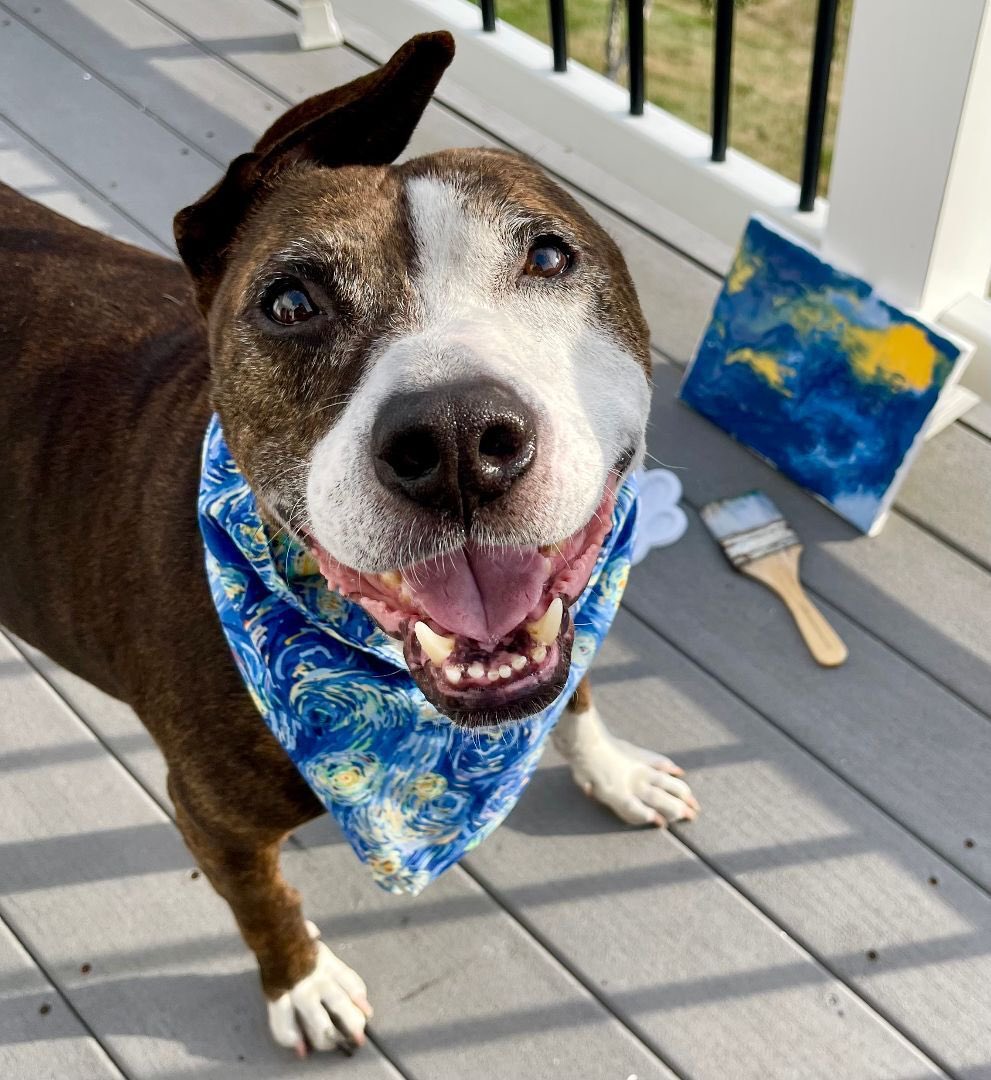dog_rates's tweet image. This is Van Gogh. He used to be a bait dog, which is how he lost an ear and got his name. While looking for a forever family, he learned to paint to attract potential adopters. His strategy worked, and now he sells his art to benefit his old rescue. 14/10 let's h*ckin gogh