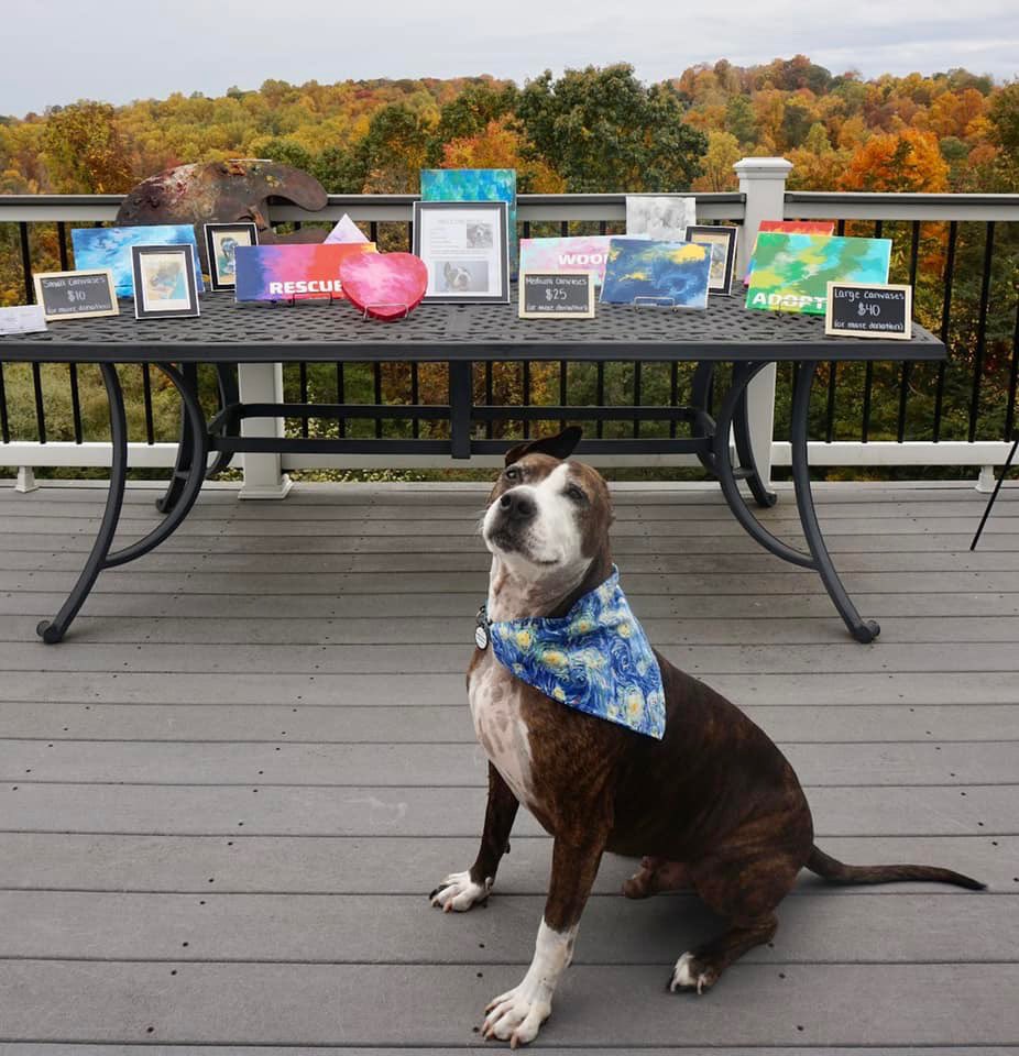 dog_rates's tweet image. This is Van Gogh. He used to be a bait dog, which is how he lost an ear and got his name. While looking for a forever family, he learned to paint to attract potential adopters. His strategy worked, and now he sells his art to benefit his old rescue. 14/10 let's h*ckin gogh