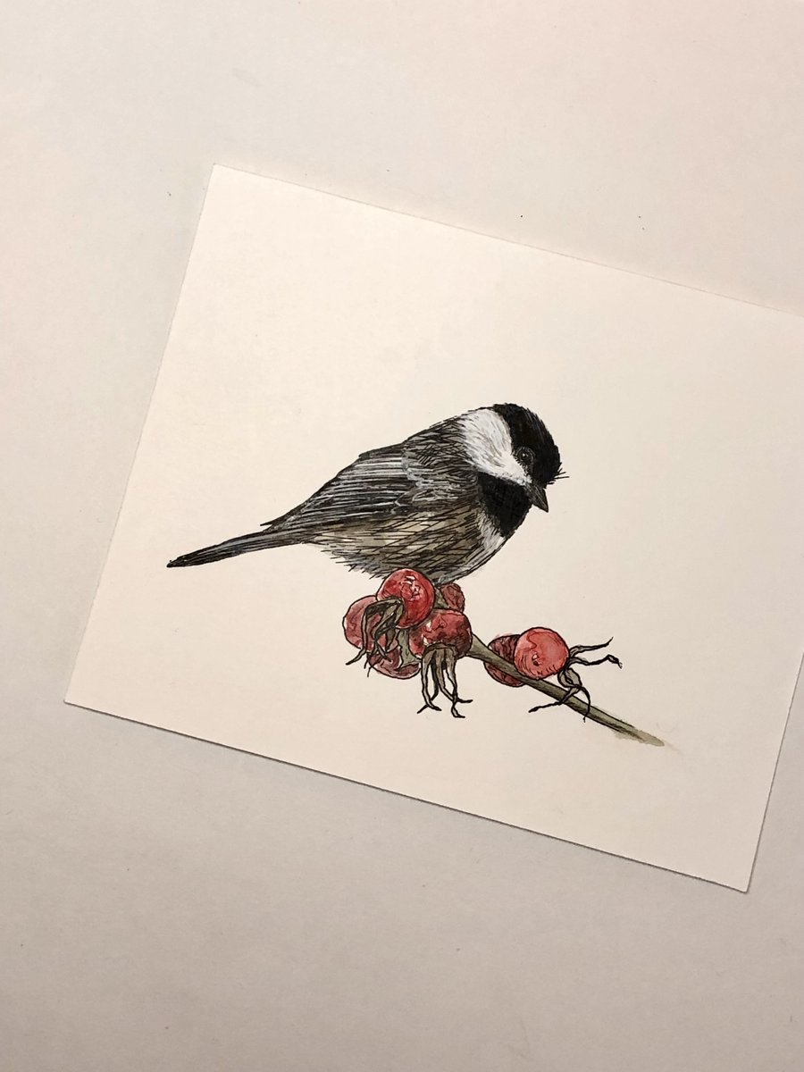 I'm catching up on the #BirdWhispererProject months I missed throughout the year. Here is June's black-capped Chickadee for Day 6 of the #ArtAdventCalendar 

@BirdWhisperers #birdart #birdnerd #watercolourandink