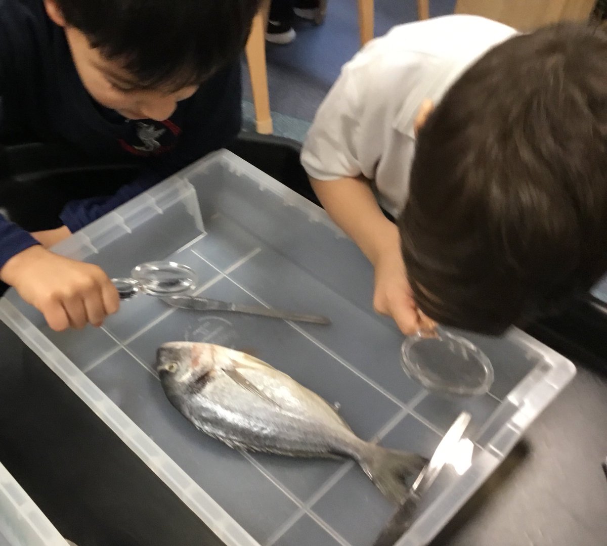 PleasantScience's tweet photo. Last week Year 1 looked closely at fish, identifying the fins, scales, gills, mouth and eyes using a magnifying glass. @C1Pleasant @PleasantStPrim https://t.co/8QZ3JGZMJp
