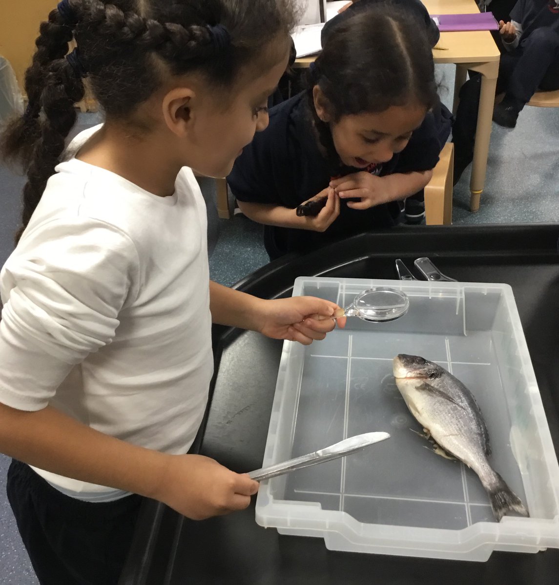 PleasantScience's tweet photo. Last week Year 1 looked closely at fish, identifying the fins, scales, gills, mouth and eyes using a magnifying glass. @C1Pleasant @PleasantStPrim https://t.co/8QZ3JGZMJp