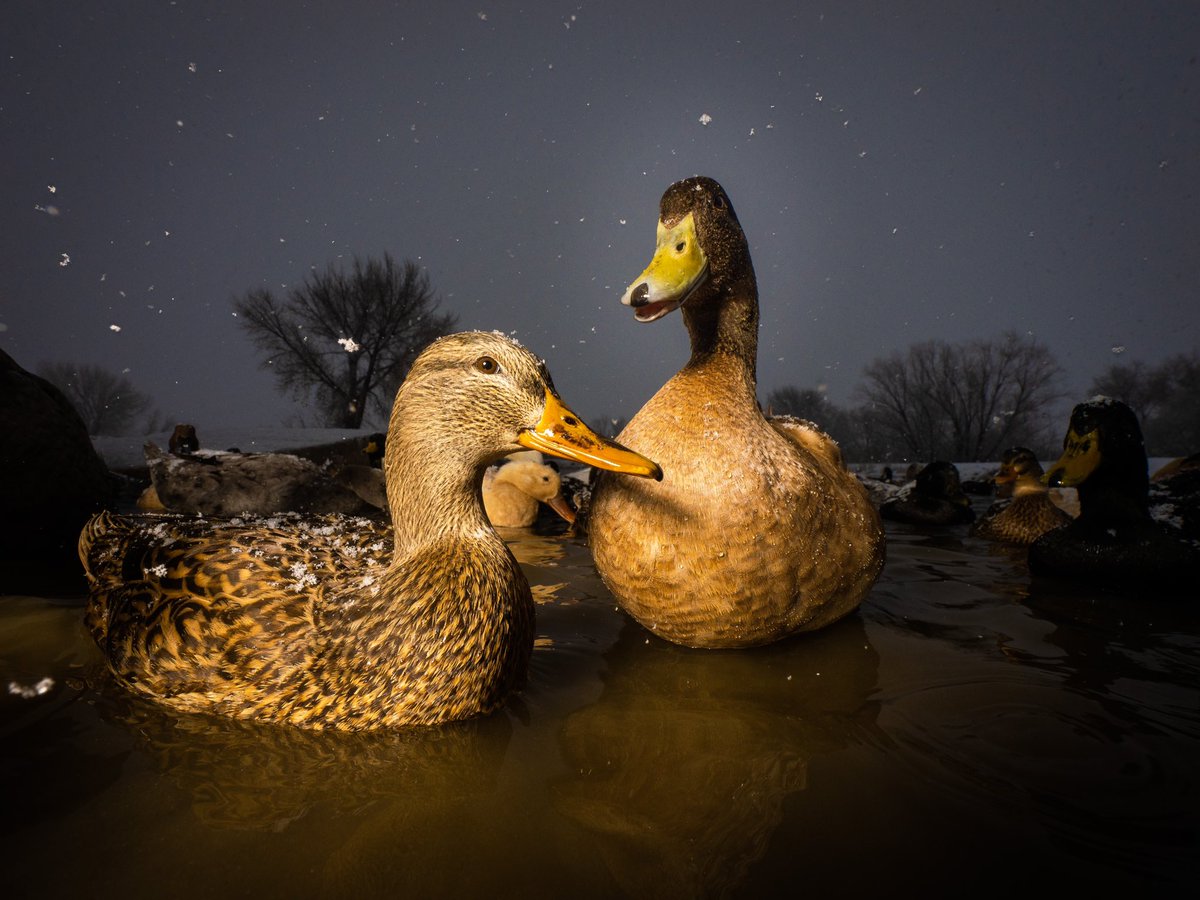 DuckFoodBot's tweet photo. snow is the perfect kind of duck weather

(retweet to send noms https://t.co/bCx4zPeNUf) https://t.co/CAtZ3Il9gR