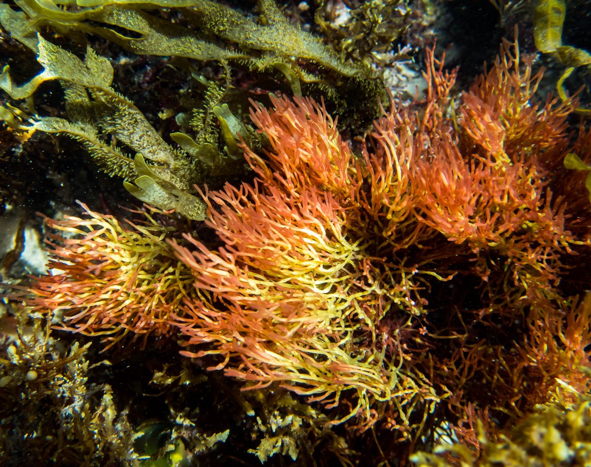 Niki Hubbard 🐙🌊🦀 nikihubbard.bsky.social tweet media