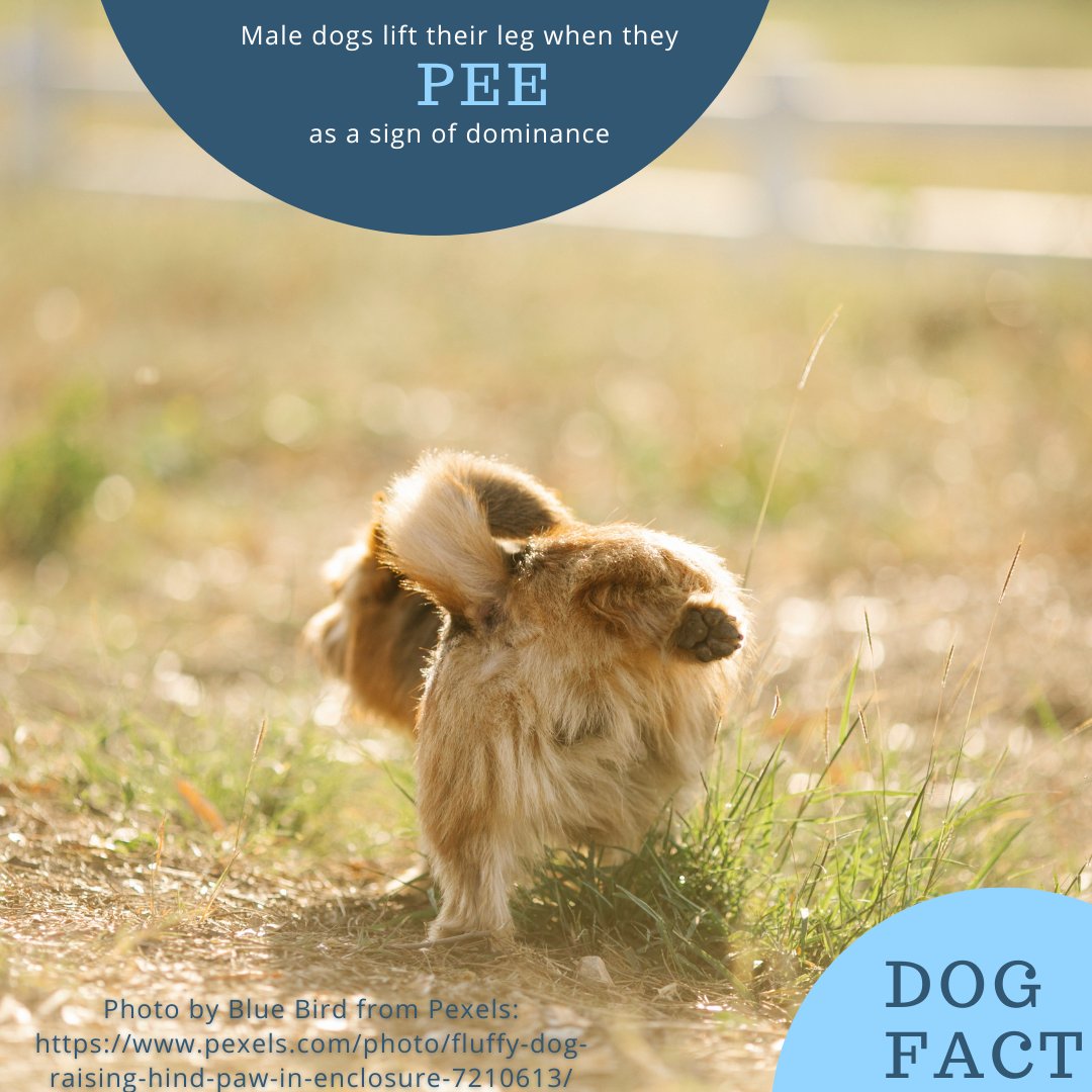DogGoodies's tweet photo. Male dogs lift their leg when they pee as a sign of dominance. #male #dog #pee #peeinpublic #doglovers #rudedogs #cutedogs https://t.co/OTuBikv2Vr