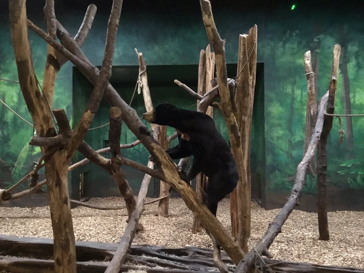 PleasantScience's tweet photo. Year 3 had a fabulous day at the zoo recently. The rain did not stop us exploring the wide range of animals. @PleasantStPrim @C3Pleasant @chesterzoo https://t.co/AJNfBAvZPK