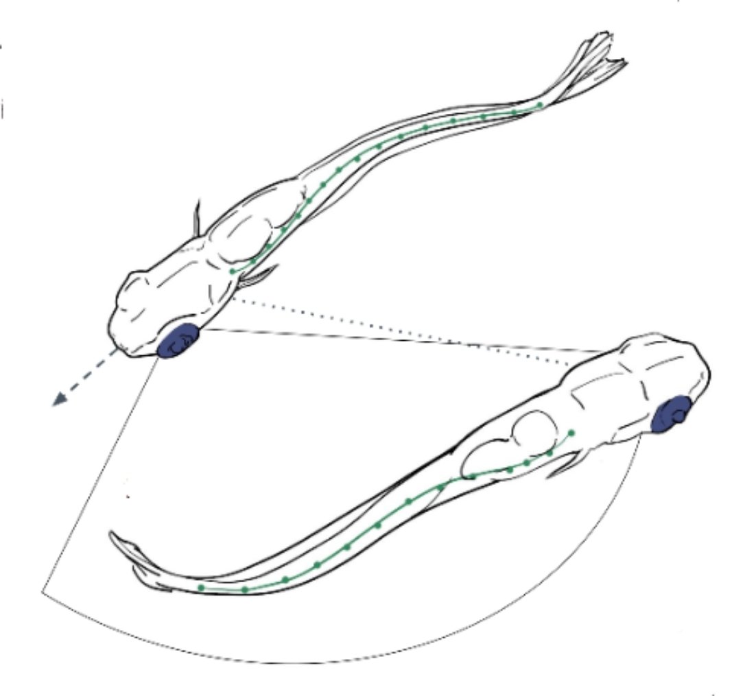 If you're at #ans2022 @AusNeuroSoc today and want to hear about fish making friends with a side of math, swing by my poster on our recent modeling efforts in #zebrafish #social #development!