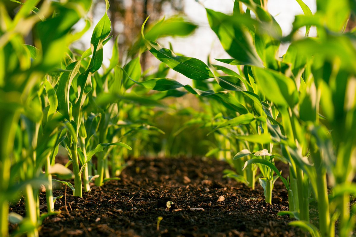 OHCornEducation's tweet photo. Today is World Soil Day! Our Soil and sustainability curriculum will help students understand the impact soil has on a farming system.  You can find these lessons @ https://t.co/1AQKcHrZGL

#WorldSoilDay2022 https://t.co/w4ttn4rzTl