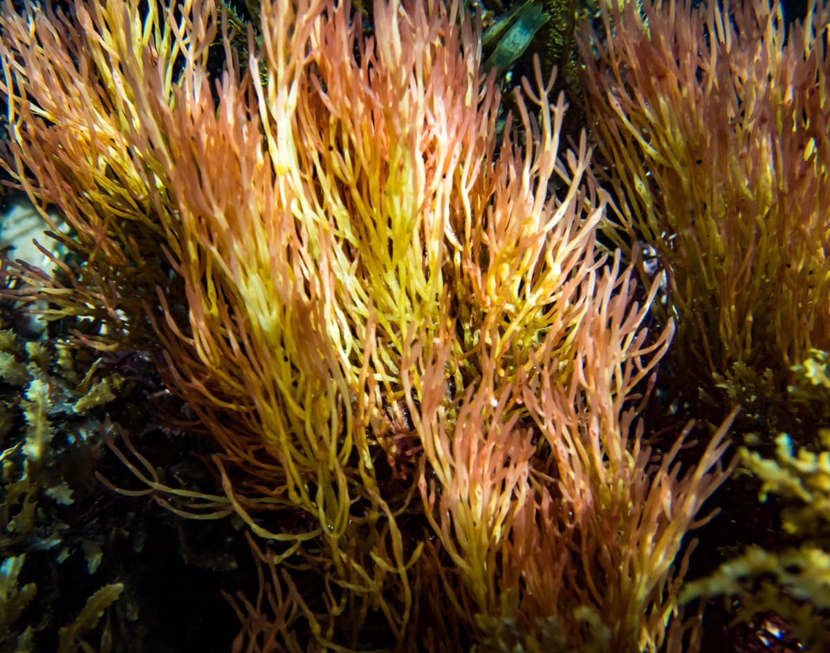 Niki Hubbard 🐙🌊🦀 nikihubbard.bsky.social tweet media