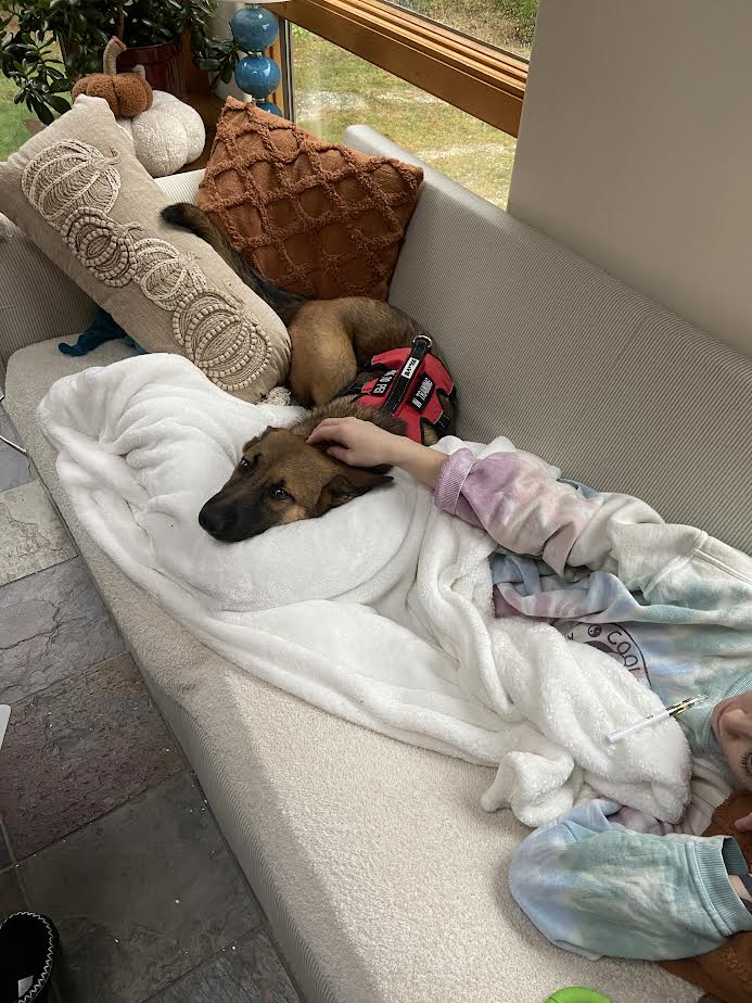 Hinckley_Stone's tweet photo. Please visit our page to help spread love and support for our pup, Hinckley! He is battling Themoma (cancer) and Chylothorax. He needs all the support he can get! https://t.co/Fs8riE7rg4