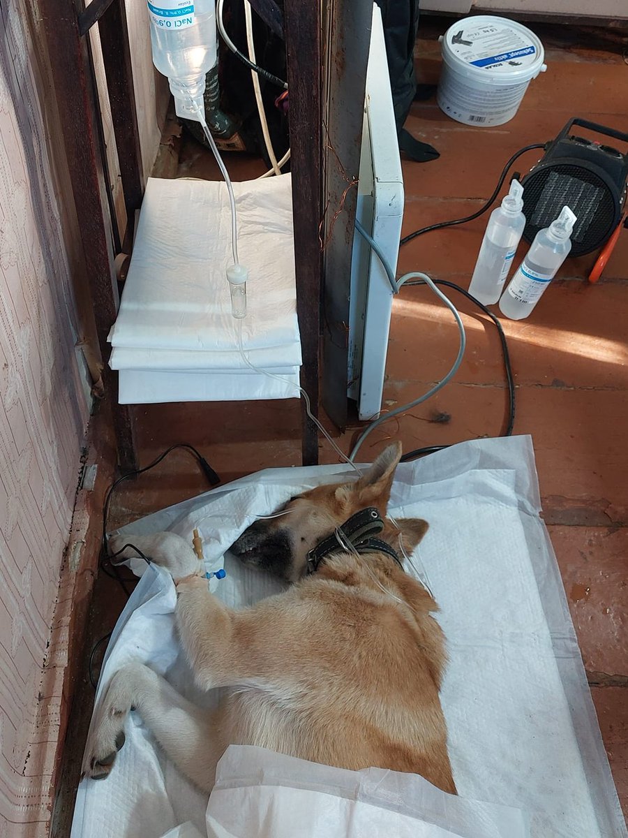 SelenaCaamano's tweet photo. DAY 5⃣ 💙🩺M*A*S*H Vet Clinics💛
Update on the beloved pet dog brought in with a ruptured spleen, which had resulted in massive internal blood loss... 
She was surgically repaired and given IV fluids.
She's back home with her family now. 🥰
https://t.co/ojwsxf9hib
#UWARF #Kharkiv https://t.co/EDyqTsOkwc