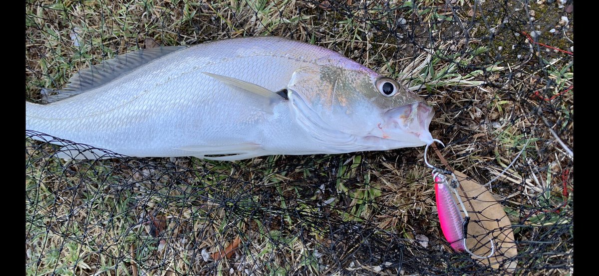 palms_global's tweet photo. Jewie with Slow Blatt cast UP in Sydney, Australia🇦🇺
Lure:Slow Blatt cast UP 40g Pink back glow color(H-528)
#palmsfishing #jewfish #jewfishing #mulloway #mullowayfishing #shorejigging #shorejig #shoreslow #sydneyfishing #fishingaustralia #fishingaus #aussiefishing @palms_japan https://t.co/1AY6hz7XsH
