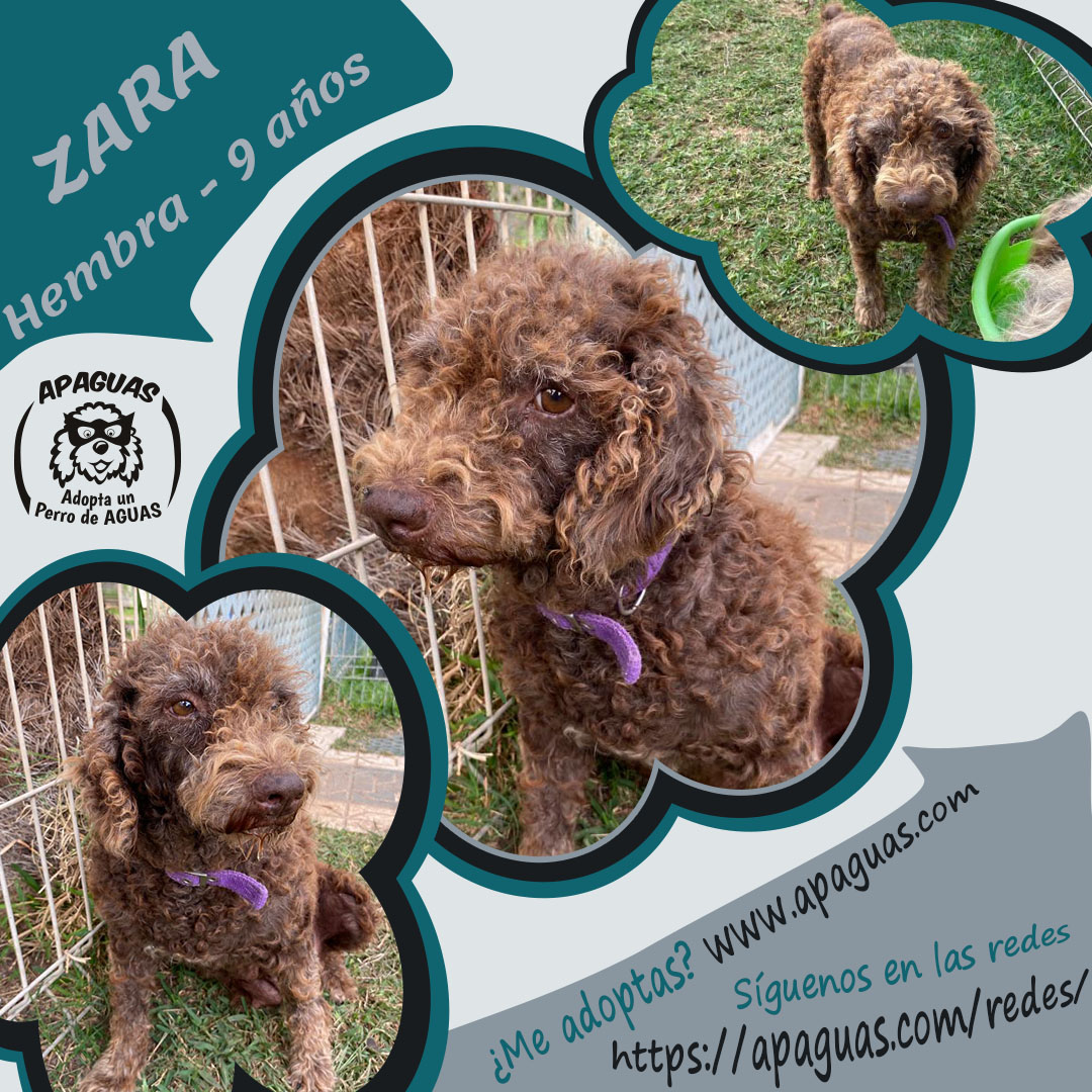 ApaguasLemon's tweet photo. ZARA llegó a nosotras tras rescatarla de un Síndrome de Noé. Hoy ya está recuperada y lista para encontrar un hogar donde vivir feliz.
¿Eres tú la persona que ella espera?
Escríbenos a apaguas@apaguas.com .
#YoAdoptoYSalvoVidas https://t.co/xzJ1XKBo0k