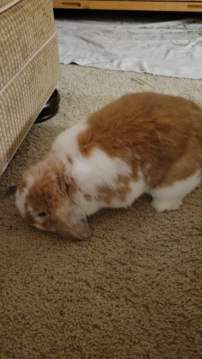 Gersh_House's tweet image. "You're such a good dog, Butterscotch."
#RabbitTwitter #Bunny