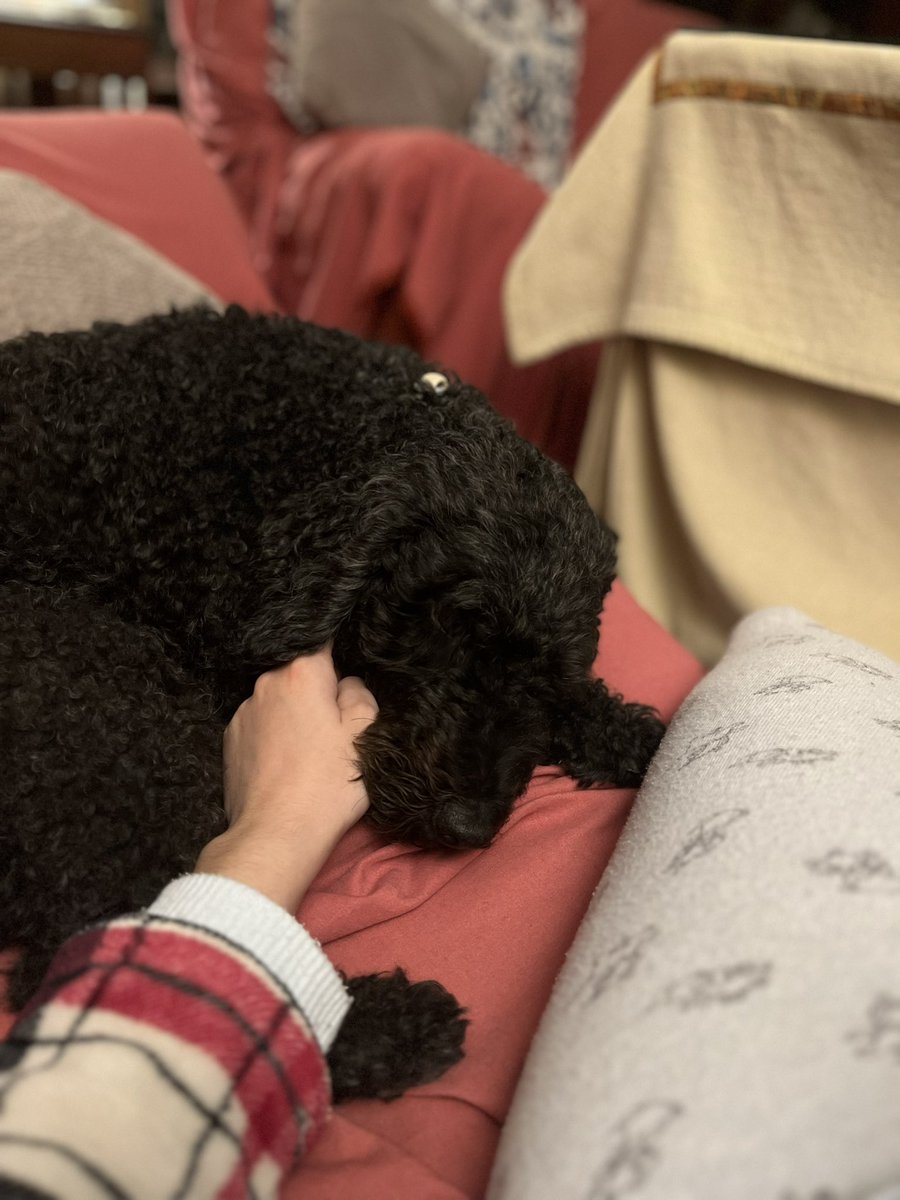 ether____fl_'s tweet photo. Creo que tengo a la mejor perrita del mundo… Tequiero curra 🫶🏼🐶❤️ https://t.co/sO0S1dt3gK