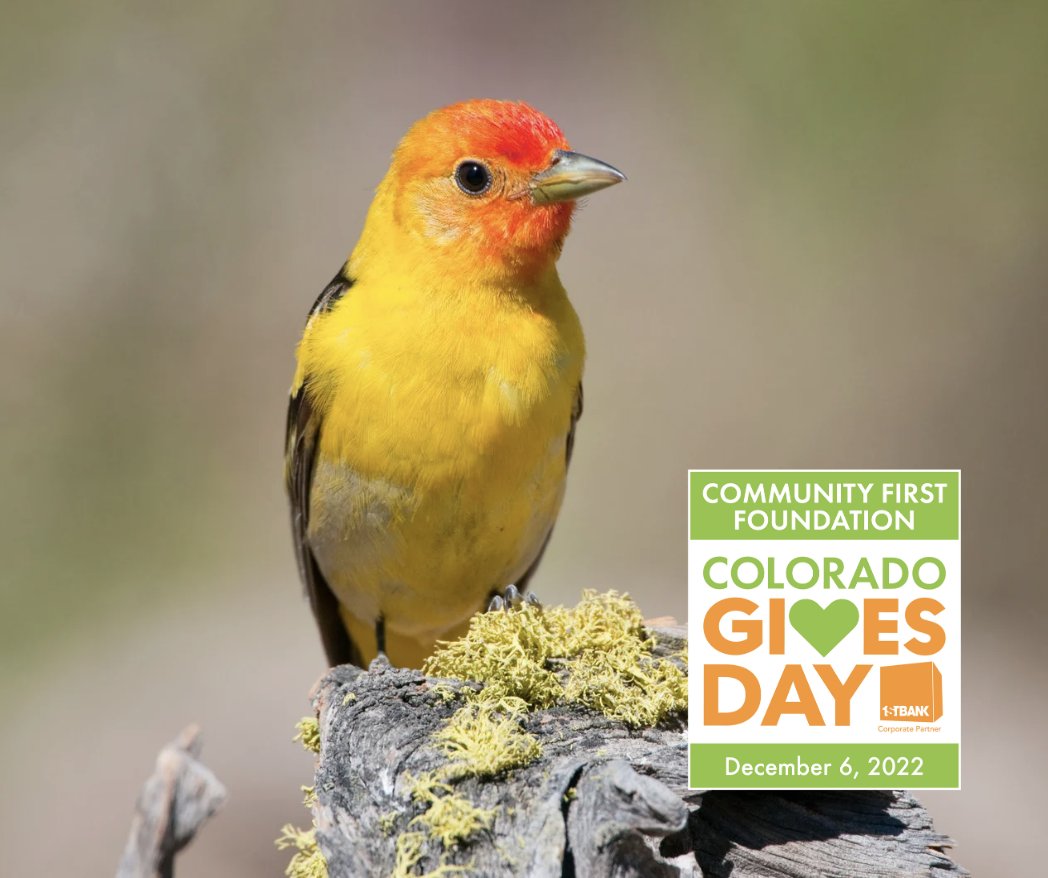 Denver Audubon tweet media