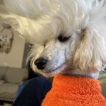 ツイートに含まれる画像