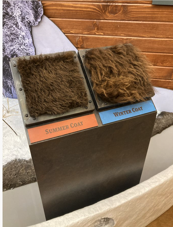 TSIExhibits's tweet photo. Just like the bison at Custer State Park it's time to put on your winter coat. Stay warm!

@CusterStatePark 

#exhibit #ExhibitDesign #ExhibitFabrication #graphicDesign #bison https://t.co/NJHULNkVmX
