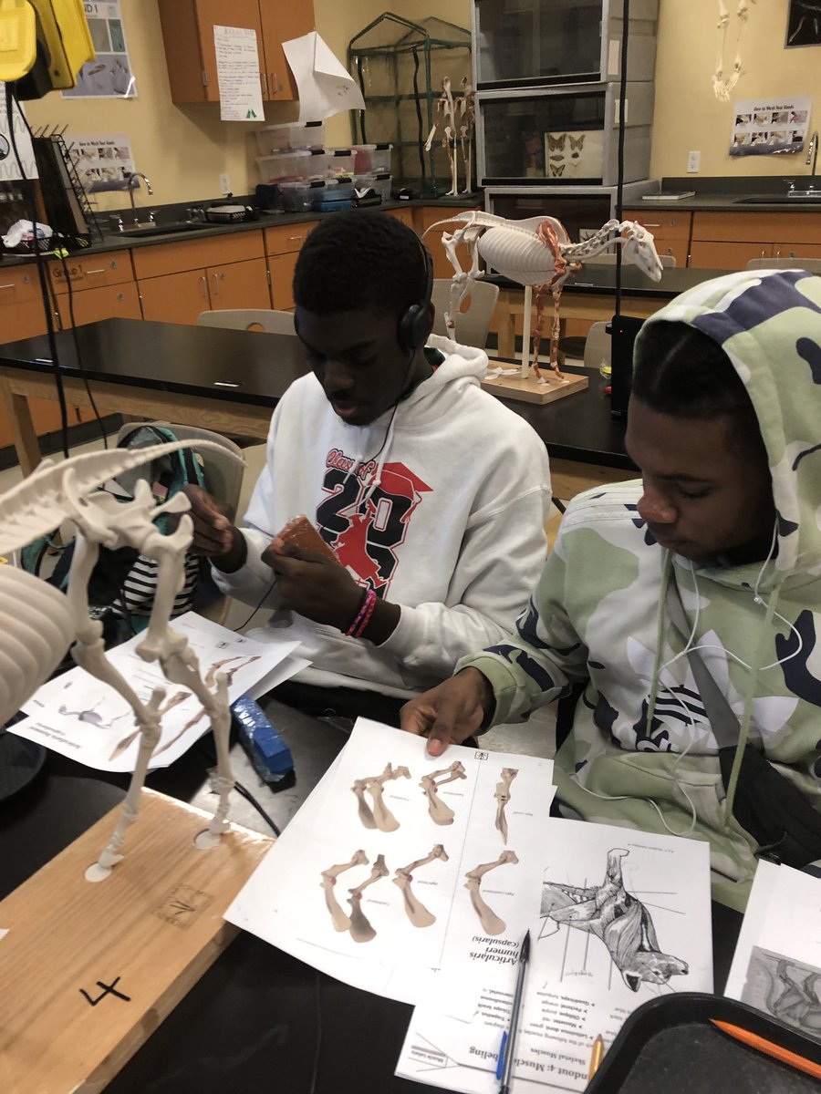 CPSHoward's tweet photo. Senior demonstrating muscle proficiency using equine models for their vet science class! #zooacademyrocks #zooacademycps #iamcps #hughesstem https://t.co/ZvPaF9BwxO