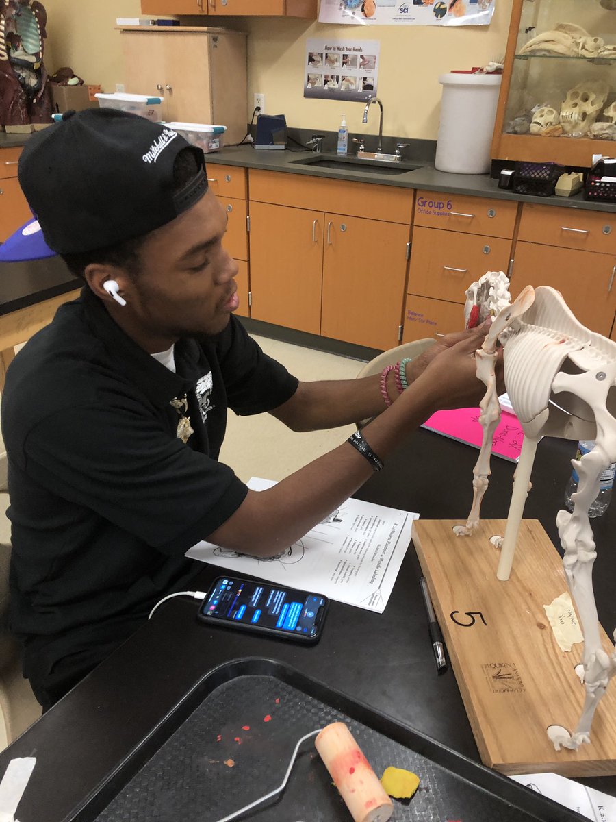 CPSHoward's tweet photo. Senior demonstrating muscle proficiency using equine models for their vet science class! #zooacademyrocks #zooacademycps #iamcps #hughesstem https://t.co/ZvPaF9BwxO