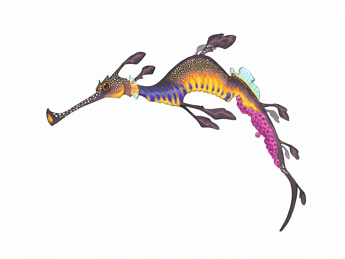 「weedy!! seadragon!! 」|Justin Chanのイラスト