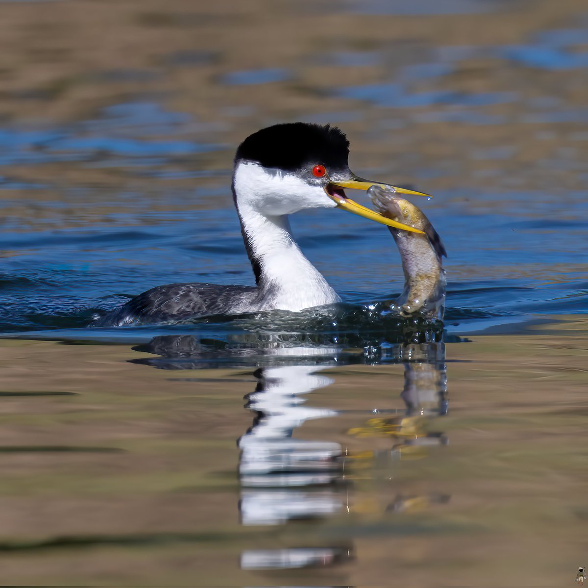 Gone fishing...

#birds #grebe #bird #photography #westerngrebe #grebes #birding #california #birdphotography #waterbirds #waterfowl #birdwatching #birdlovers #canon #bestbirdshots #birdlife #photooftheday #planetbirds #your_best_birds #best_birds_photography #dailybirdpix