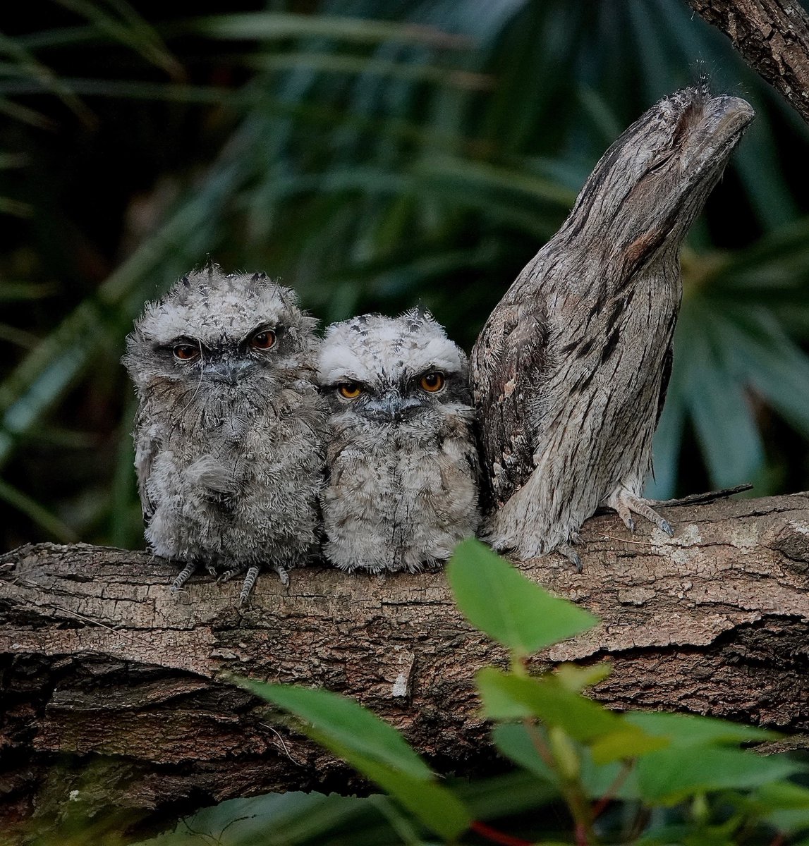 Honoured to receive an audience with this family of Tawny Frogmouths, which I found on my Saturday morning dog walk last weekend.