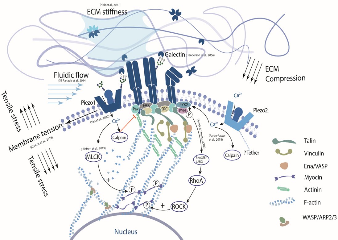 VictorChangInst's tweet photo. #PaulKornerSeminar speaker Vero Jinyuan Li @SpriteWoodland
"Force sensing feedback loops mediated by Piezos/integrin-mediated focal adhesion/actomyosin cytoskeleton"
#Piezos #ForceSensing #CardioTwitter https://t.co/l8b50wBTSy